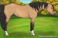 Horse Color:Bay Dun