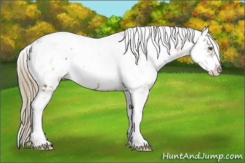 Horse Color:Liver Chestnut Pearl Sabino 