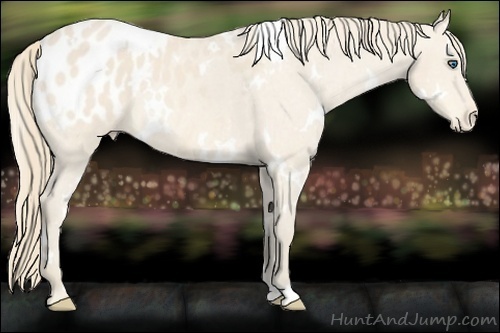 Horse Color:White Spotted Perlino Appaloosa 