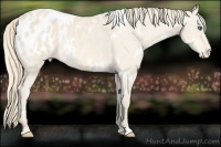 Horse Color:White Spotted Perlino Appaloosa