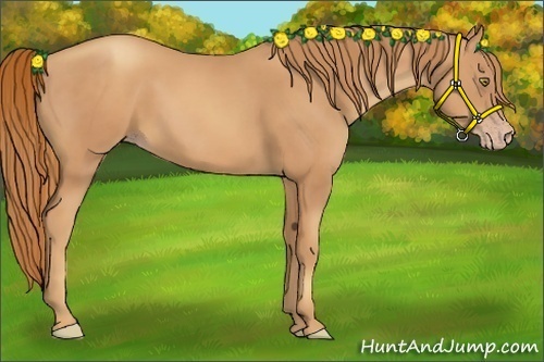 Horse Color:Gold Champagne 