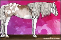Horse Color:Silver Bay Splash Appaloosa Rabicano 