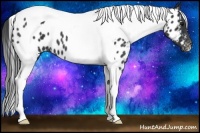 Horse Color:Black Tobiano Appaloosa 