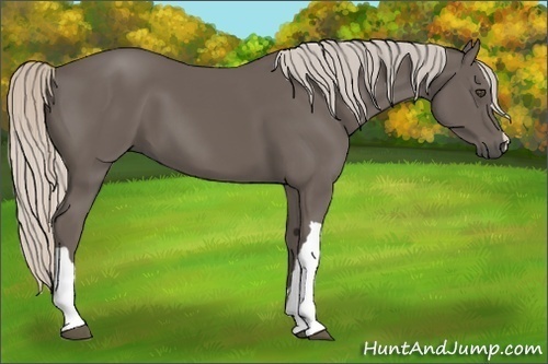 Horse Color:Silver Black 