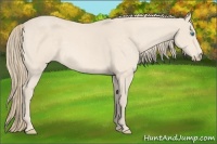 Horse Color:Perlino 