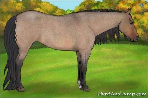 Horse Color:Bay Roan Dun