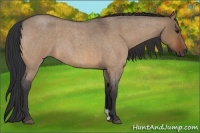 Horse Color:Bay Roan Dun 