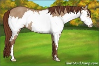 Horse Color:Red Dun Roan Splash Frame Rabicano
