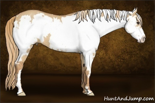Horse Color:Red Dun Roan Splash Frame Rabicano