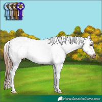 Horse Color:Red Dun Roan Splash Frame Rabicano 