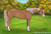 Horse Color:Chestnut Splash 