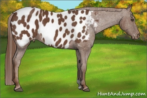Horse Color:Chestnut Appaloosa