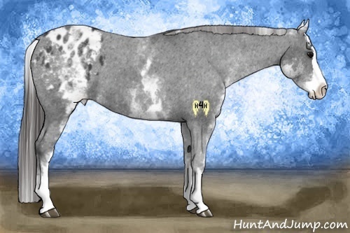 Horse Color:White Spotted Black Splash Appaloosa 