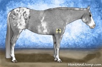 Horse Color:White Spotted Black Splash Appaloosa