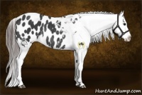 Horse Color:Black Appaloosa Rabicano 