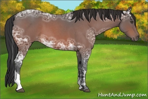 Horse Color:Bay Ice Roan Tobiano Rabicano