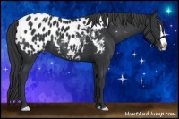 Horse Color:Black Splash Appaloosa 