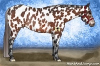 Horse Color:Bay Frame Appaloosa Rabicano 