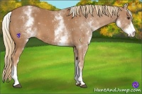 Horse Color:White Spotted Chestnut 