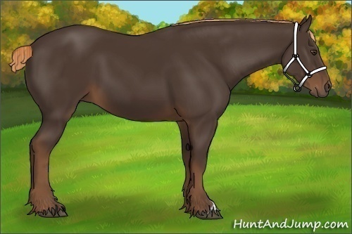 Horse Color:Liver Chestnut 