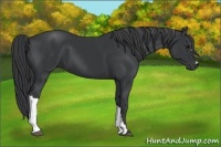 Horse Color:Black 