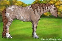 Horse Color:Chestnut Ice Rabicano
