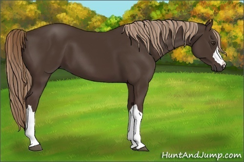 Horse Color:Liver Chestnut 