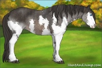 Horse Color:Brown Splash Rabicano  Brindle