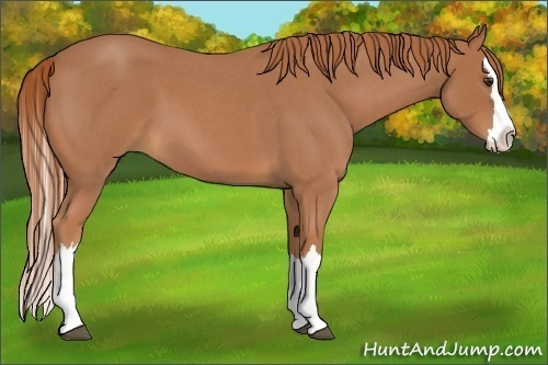 Horse Color:Red Roan Splash 