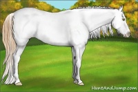 Horse Color:Gold Champagne Varnish 