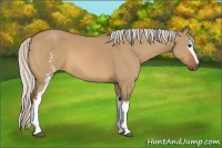 Horse Color:White Spotted Silver Bay Dun Sabino 