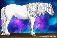 Horse Color:Gray Bay Appaloosa 