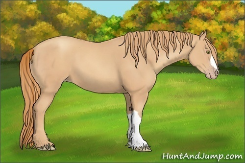 Horse Color:Gold Champagne