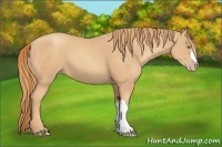 Horse Color:Gold Champagne