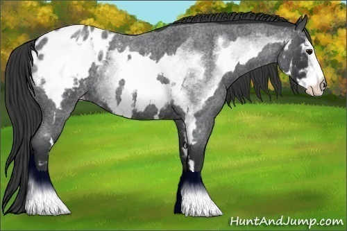 Horse Color:White Spotted Blue Roan Frame Blanket