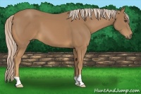 Horse Color:Palomino