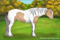 Horse Color:Amber Champagne Tobiano