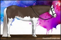 Horse Color:Liver Chestnut Splash
