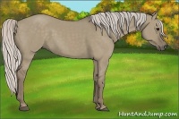 Horse Color:Silver Grullo 