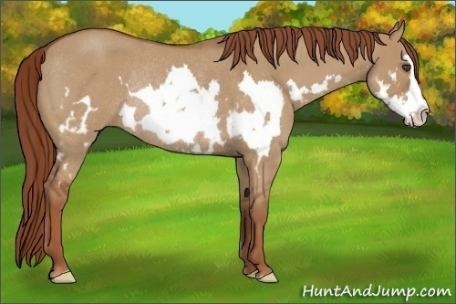 Horse Color:Unknown 