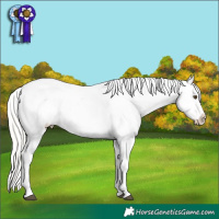 Horse Color:Silver Buckskin Roan Dun Blanket 