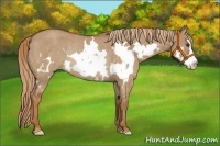 Horse Color:Red Dun Roan Splash Frame Rabicano