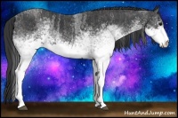 Horse Color:White Spotted Blue Roan Rabicano  Brindle