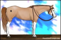 Horse Color:Bay Pearl Splash 
