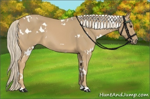 Horse Color:White Spotted Palomino 