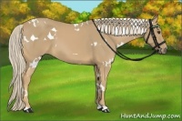 Horse Color:White Spotted Palomino