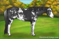 Horse Color:Black Sabino