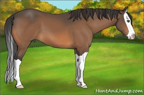 Horse Color:Buckskin Splash 