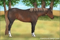 Horse Color:Liver Chestnut Sabino 