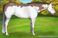 Horse Color:Bay Roan Splash Frame